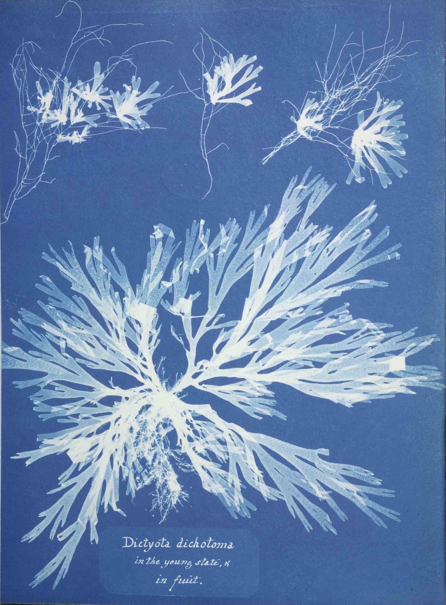 Blueprint Cyanotype For Beginners In 7 Steps